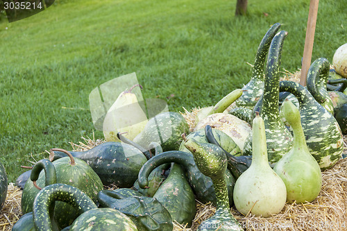 Image of Kalebassenkürbirs cucurbita pumpkin pumpkins from autumn harves