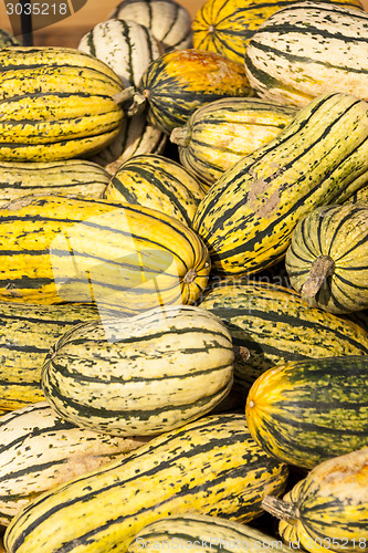 Image of Delicata sweet Potato cucurbita pumpkin pumpkins from autumn har