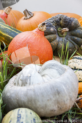 Image of Different maxima and pepo cucurbita pumpkin pumpkins from autumn