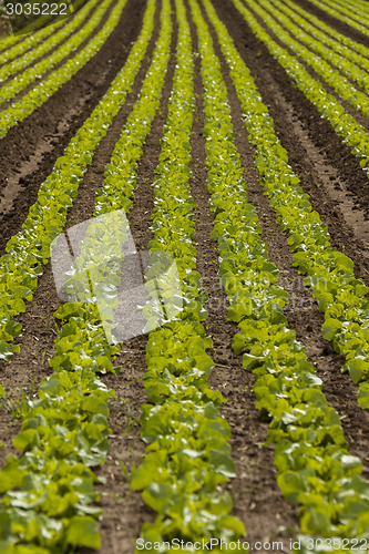 Image of green cabbage plant field outdoor in summer