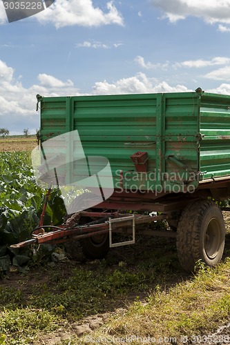 Image of Harvesting fresh cabbages in the field