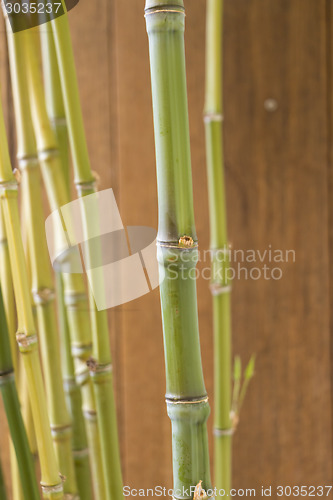 Image of Close Up of Green Plant Against Cloudy Blue Sky