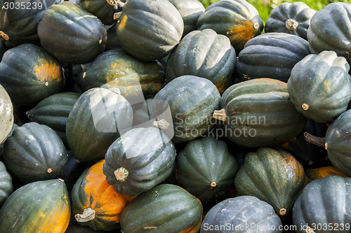 Image of Mesa Queen Eichelkürbis Winterhorn cucurbita pumpkin pumpkins f