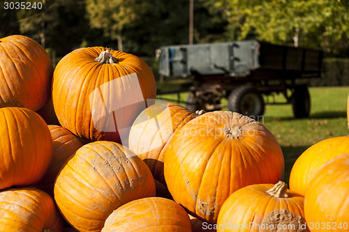 Image of Halloween big Halloween cucurbita pumpkin pumpkins from autumn h