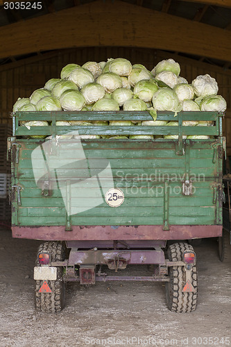 Image of Freshly harvested potatoes and cabbages