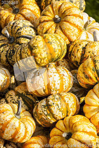 Image of Sweet Lightning Microwave cucurbita pumpkin pumpkins from autumn