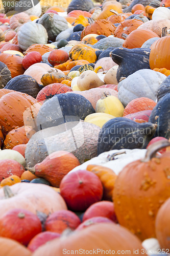 Image of Different maxima and pepo cucurbita pumpkin pumpkins from autumn