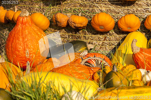 Image of Different maxima and pepo cucurbita pumpkin pumpkins from autumn