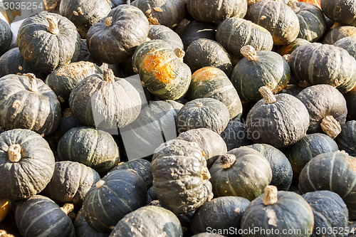 Image of Green Grüner Hokkaido cucurbita pumpkin pumpkins from autumn ha