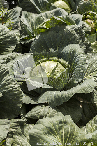 Image of green cabbage plant field outdoor in summer