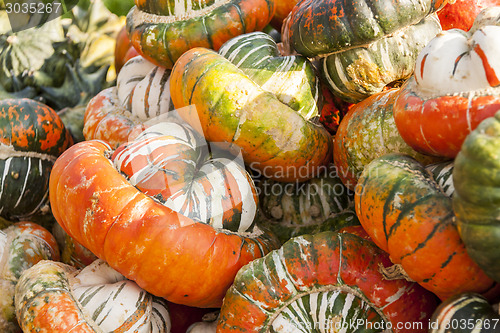 Image of Bischofsmütze Turk Turban cucurbita pumpkin pumpkins from autum