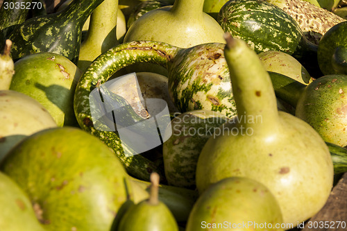 Image of Kalebassenkürbirs cucurbita pumpkin pumpkins from autumn harves