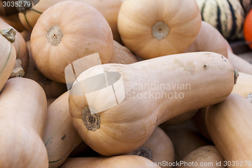 Image of Butternut Butternuss cucurbita pumpkin pumpkins from autumn harv