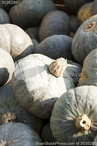 Image of Blue blauer Hokkaido cucurbita pumpkin pumpkins from autumn harv