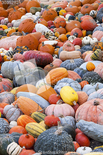 Image of Different maxima and pepo cucurbita pumpkin pumpkins from autumn