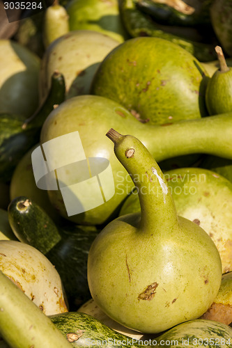 Image of Kalebassenkürbirs cucurbita pumpkin pumpkins from autumn harves