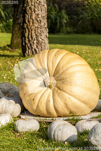 Image of Cucurbita Maxima Giant Pumpkin cucurbita pumpkin pumpkins from a