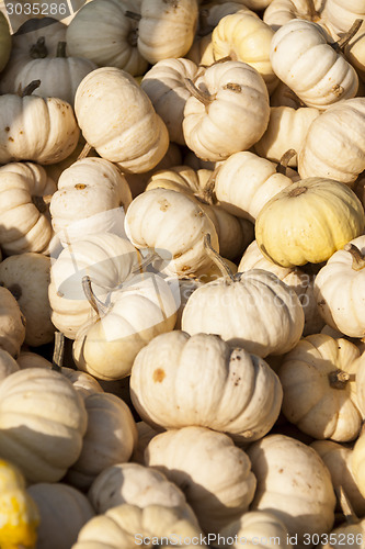 Image of Baby Boo White Mandarin cucurbita pumpkin pumpkins from autumn h