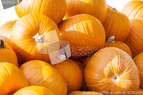 Image of Halloween big Halloween cucurbita pumpkin pumpkins from autumn h