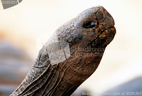 Image of Tortoise