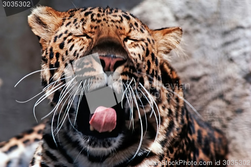 Image of Leopard