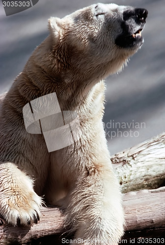 Image of Polar bear