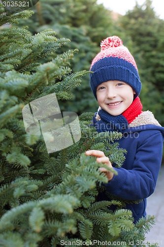 Image of buying christmas tree