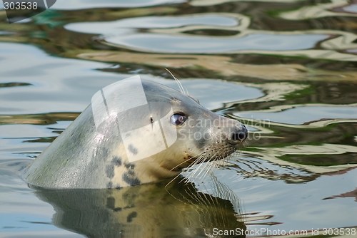 Image of Seal