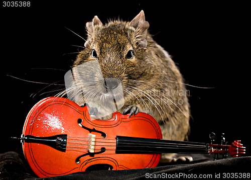 Image of small rodent with cello