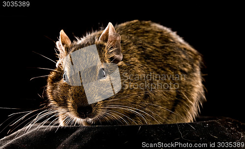 Image of small rodent