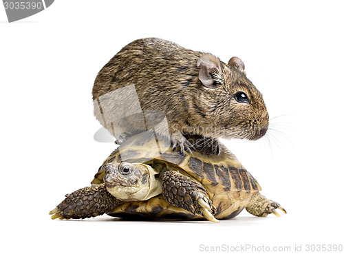 Image of small rodent on turtle