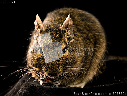 Image of small chewing rodent