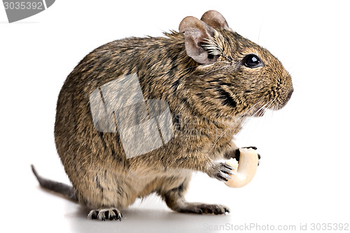 Image of small rodent stands profile with food in paws