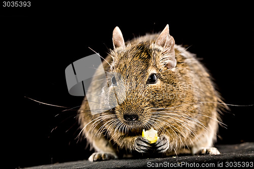 Image of small rodent with piece of food in paws