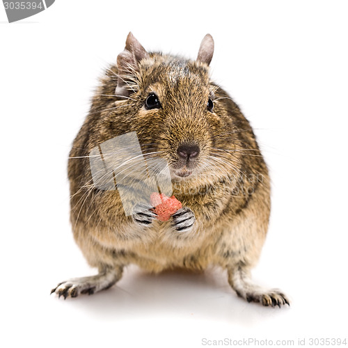 Image of small rodent with food in paws