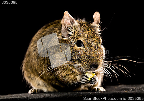 Image of small rodent chewing food