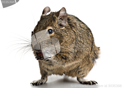 Image of small rodent stands with food in paws