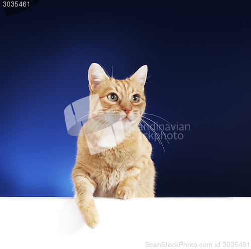 Image of Ginger Cat