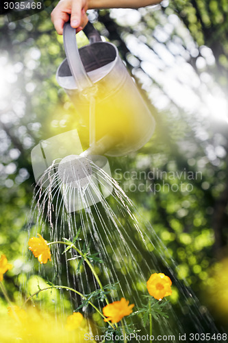 Image of Summer Gardening