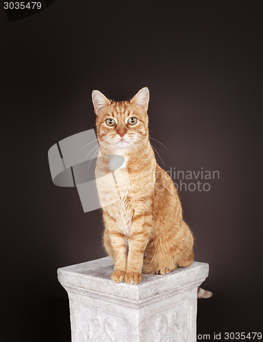 Image of Cat sitting on a column