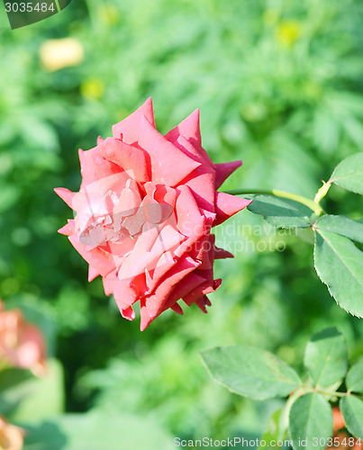 Image of Flower