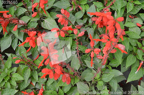 Image of Flower