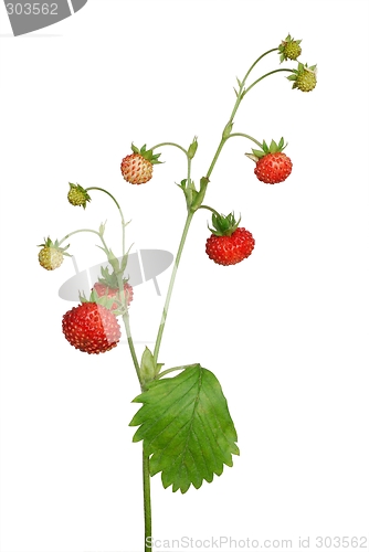 Image of Wild Strawberry