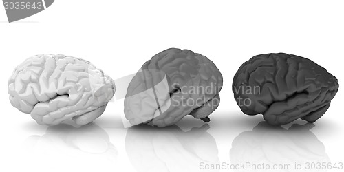 Image of Human brains