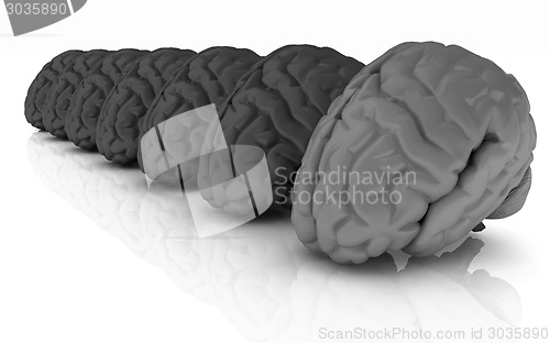 Image of Human brains