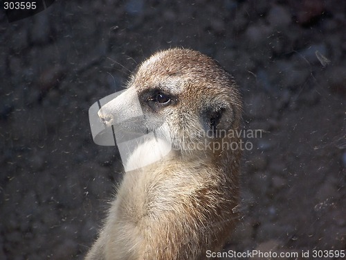 Image of Meerkat Looking Out Window