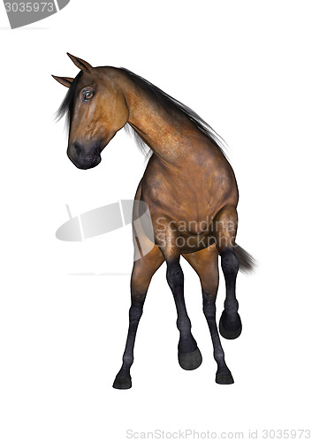 Image of Horse