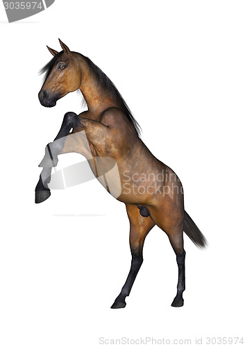 Image of Horse