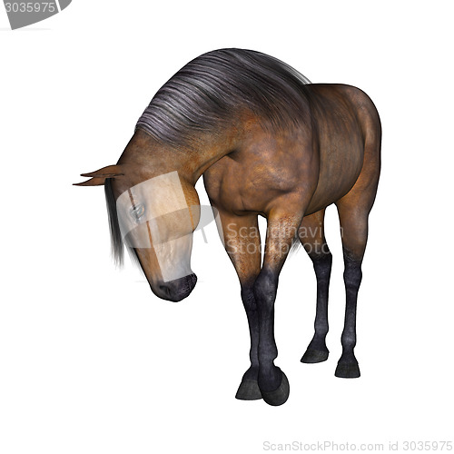 Image of Horse