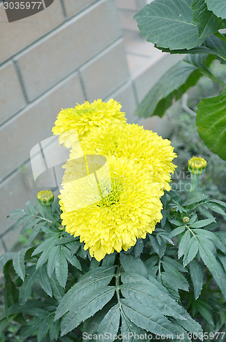 Image of Flower